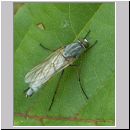 Thereva sp - Stilettfliege 02c 11mm.jpg